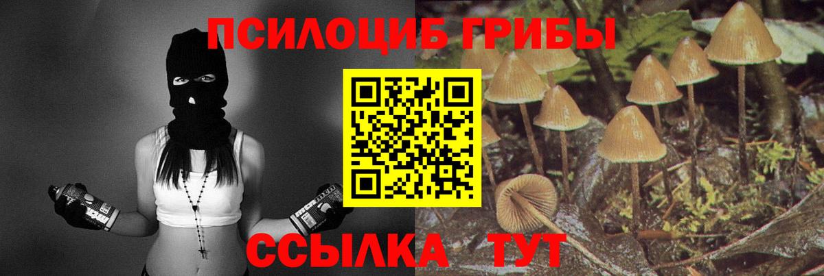 Псилоцибиновые грибы мицелий Георгиевск